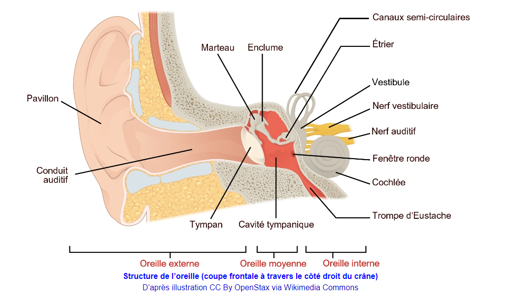 Siffle Aux Oreilles Mots Flchs